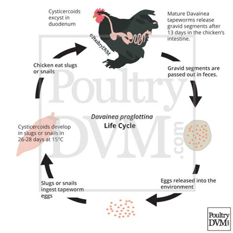 Tapeworm infection in Chickens