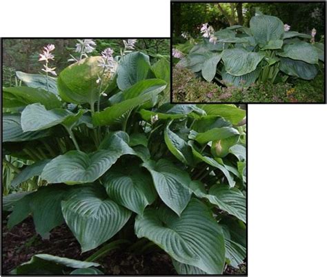 Empress Wu Hosta Hinsdale Nurseries Welcome To Hinsdale Nurseries