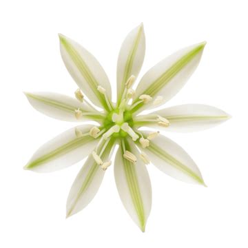 Bunga Angle Flower Bunga Transparan Flower Bunga Png PNG Transparent