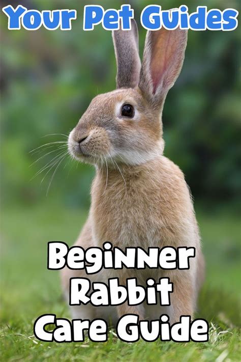 Beginner Rabbit Care Guide Artofit