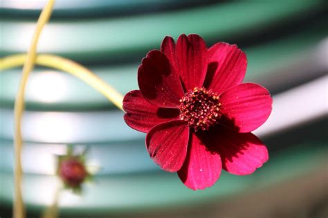 Chocolate Flower Blossom Bloom Free Photo On Pixabay Pixabay