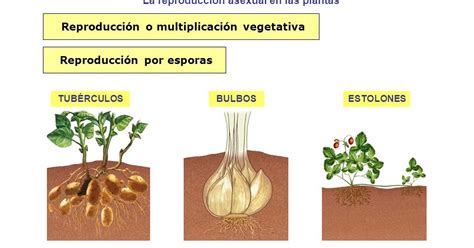 Un Lugar Para Aprender En Quinto Reproducción Asexual De Las Plantas