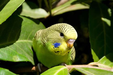 Periquito Australiano Cruzamento Cores Educa