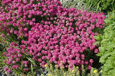 Armeria Caespitosa Grasnelke Gartenpflanzen Daepp