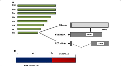 Schematic Representation Of The Recombinant Influenza Viral Vector