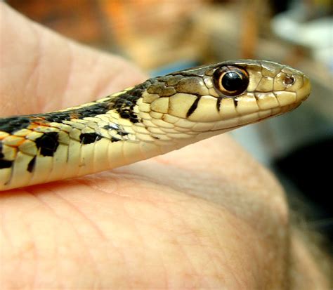 Kansas Mckay Spring Time In Kansas Garter Snakes