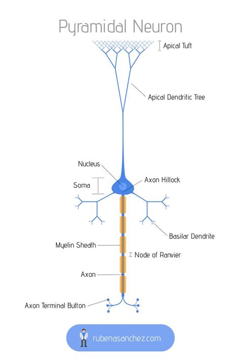 Pyramidal Neuron Neurons Anatomy And Physiology Anatomy