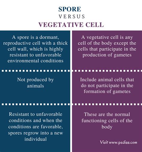 Difference Between Spore and Vegetative Cell | Definition, Types ...