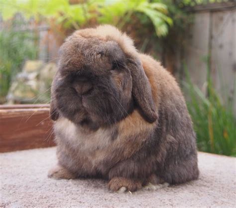 Full Grown Lop Rabbits