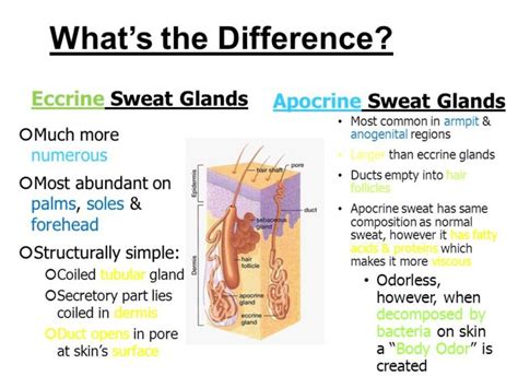 Apocrine Vs Eccrine Sweat Glands