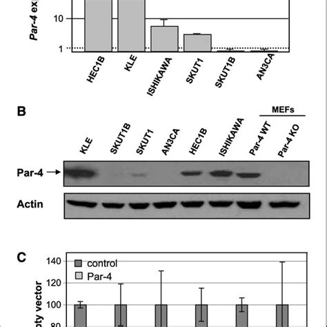 Par 4 Expression In Endometrial Carcinoma Cell Lines A Levels Of