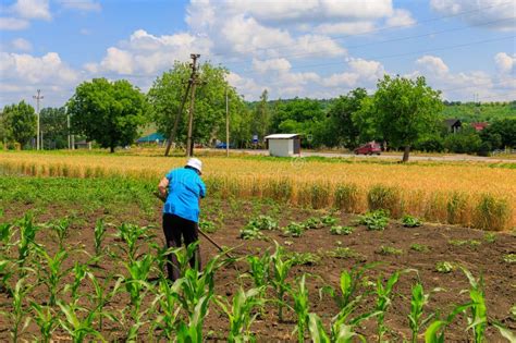 June Rautel Moldova Illustrative Editorial Farmers Remove