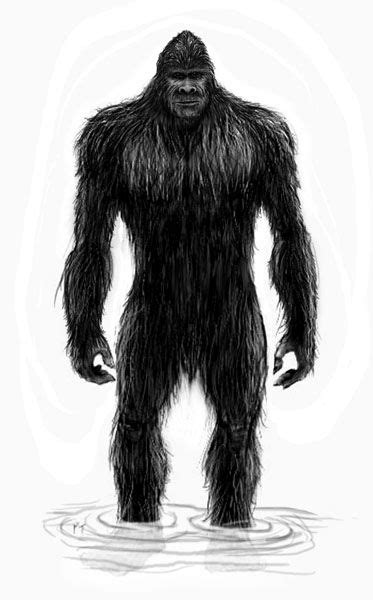 Squatch Sketch Bigfoot Art Bigfoot Bigfoot Sightings