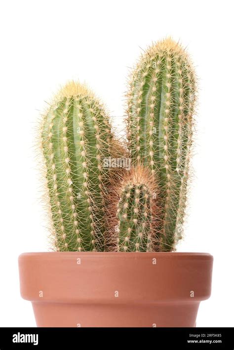 Beautiful Green Cacti In Terracotta Pot Isolated On White Stock Photo