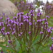 Vertus De La Verveine Bienfaits De La Verveine