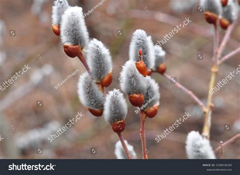 Pussy Willow Buds Close Stock Photo Shutterstock