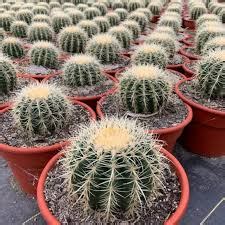 Comment Cultiver Et Prendre Soin Du Cactus Baril Astuces Et Saveurs