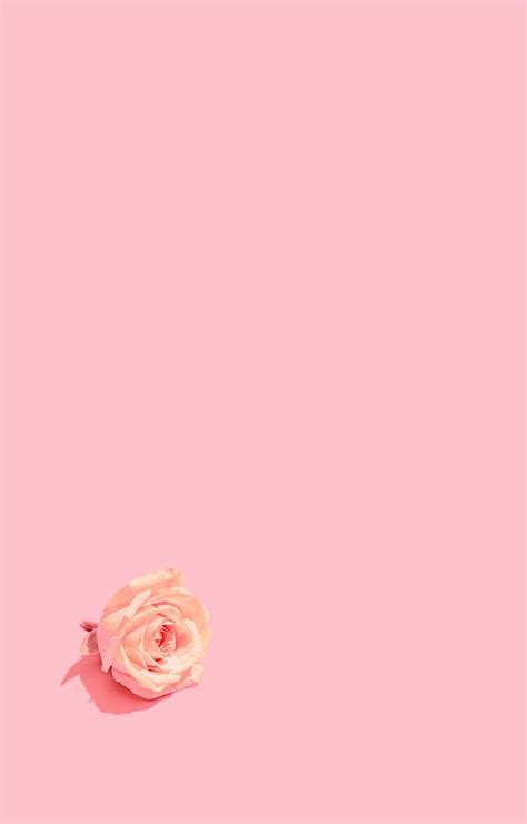 100 Baby Pink Backgrounds