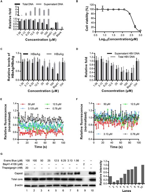 Frontiers Evans Blue Inhibits Hbv Replication Through A Dual