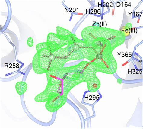 Polder Omit Map Of The Active Site Of Subunit A Of Rkbpap After