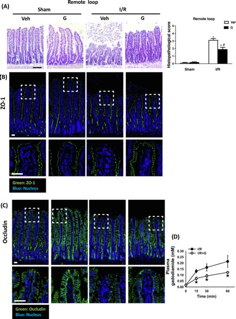 Glucose Stimulated Mucus Secretion By Goblet Cells Mitigates Intestinal