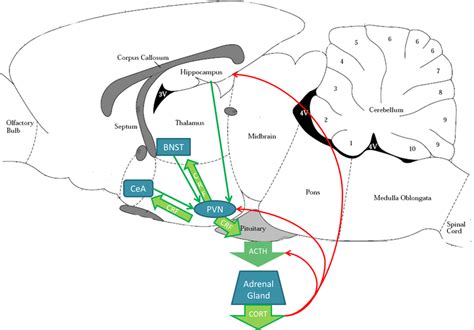 Stress Circuitry In The Rodent Brain The Paraventricular Nucleus Pvn Download Scientific