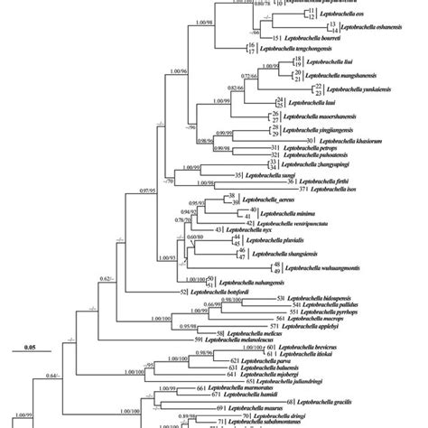 Bayesian Inference Tree Derived From Partial Dna Sequences Of The