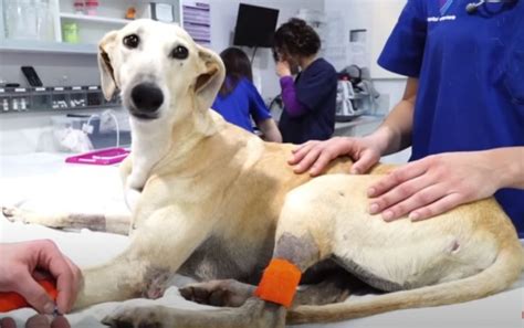 Cachorro vítima de maus tratos nunca foi beijado em toda sua vida até