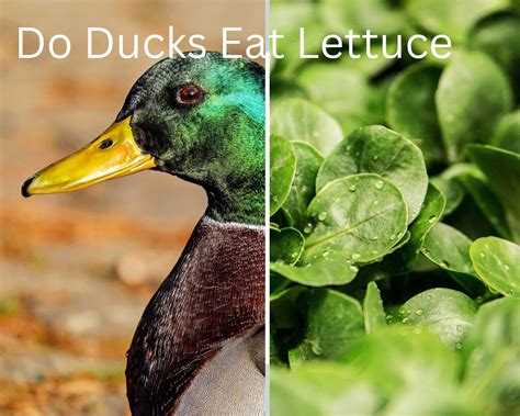 Can Ducks Eat Lettuce? - PlantNative.org