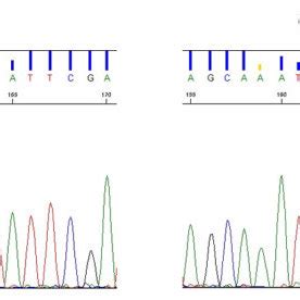 (PDF) Novel missense mutation in the FH gene in familial renal cell ... 