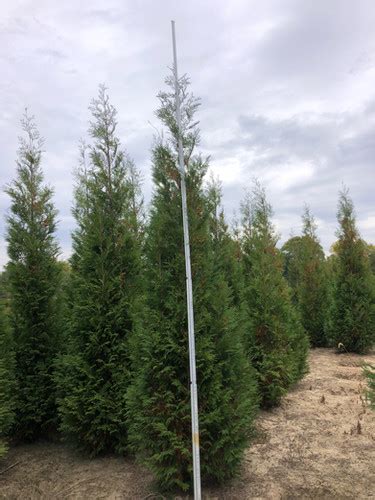 Thuja O Wintergreen Hetz Wintergreen Arborvitae Browns Nursery