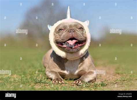 Happy smiling French Bulldog dog wearing costume unicorn headband Stock ...