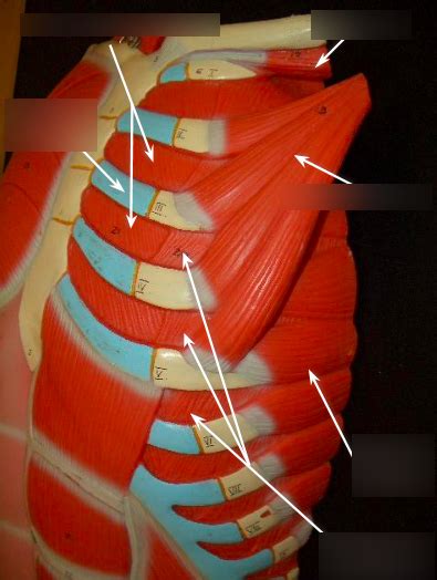 Muscles Thorax 2 Diagram Quizlet