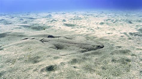 Angel Shark in Camouflage at the Bottom of the Sea Stock Image - Image