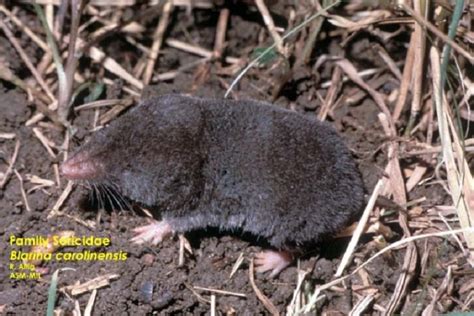 Southern Short Tailed Shrew