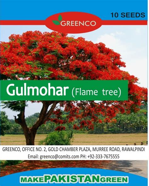 Pack Of Gulmohar Tree Seeds Flame Tree Bonsai Plant Flower Daraz Pk