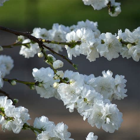 Bradford Flowering Pear Trees For Sale At Ty Ty Nursery