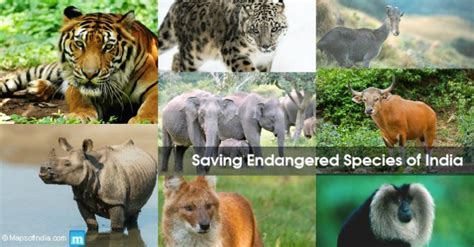 Endangered Animal Species Of India Causes Reasons And Ways To Save