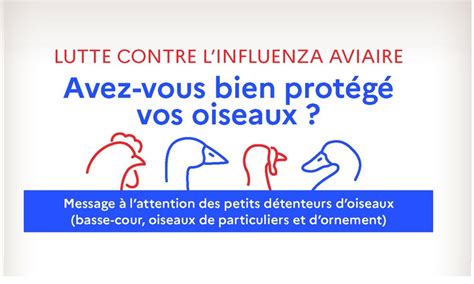 Influenza aviaire niveau de risque élevé en France Ville de