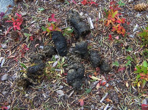 Black Bear Scat Flickr Photo Sharing