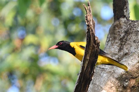 Black Hooded Oriole Oriolus Xanthornus Goa India Flickr