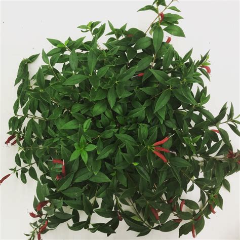 Aeschynanthus – Creach Greenhouse