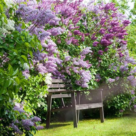 Old Fashioned Lilac Hedge Buy Lilac Bushes Spring Hill Nurseries