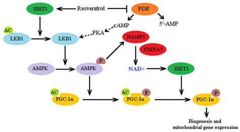 Molecules Free Full Text Role Of Resveratrol In Prevention And