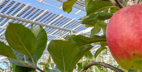 Agri Pv Projekt Obstbau Am Dlr Rheinpfalz Obstbau Org