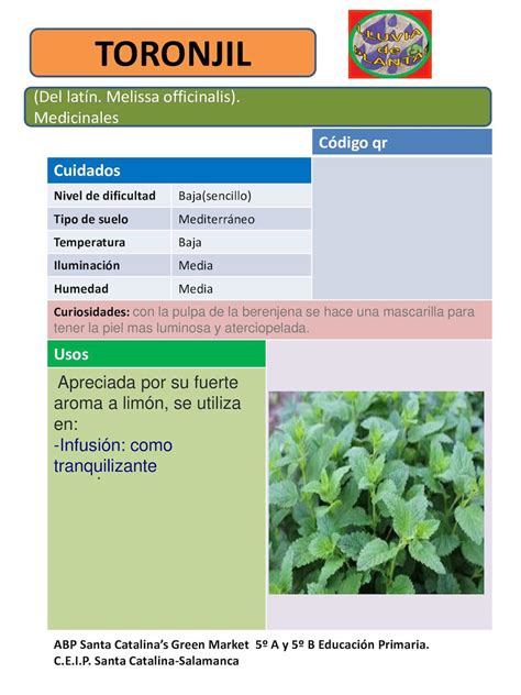 Fichas De Plantas Medicinales Lluvia De Plantas Calameo Downloader