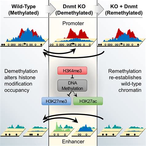 Reversible Regulation Of Promoter And Enhancer Histone Landscape By DNA