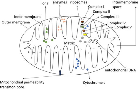 Complex Regulation Of Mitochondrial Function During Cardiac Development