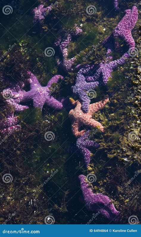 Starfish in a Tide Pool stock photo. Image of underwater - 6494864