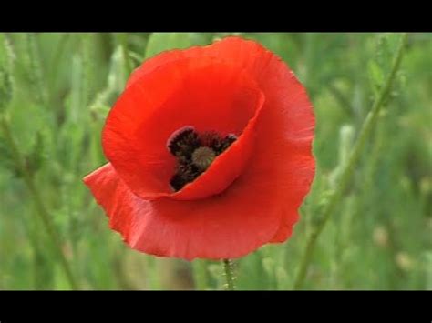 La reproduction d une plante à fleurs le Coquelicot extrait YouTube